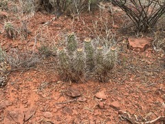 Echinocereus engelmannii fasciculatus