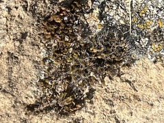 Grimmiaceae