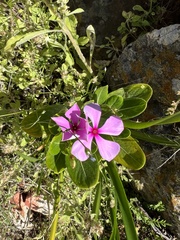 Catharanthus roseus