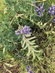 Lupinus succulentus