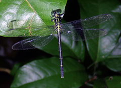 Leptogomphus sauteri formosanus