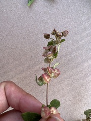Gaudichaudia cynanchoides