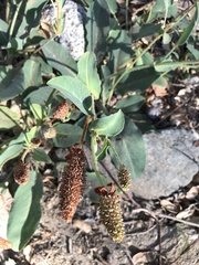 Anemopsis californica