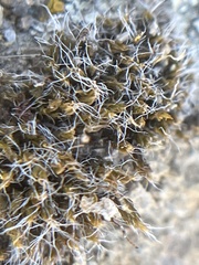 Grimmiaceae