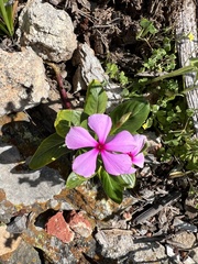 Catharanthus roseus