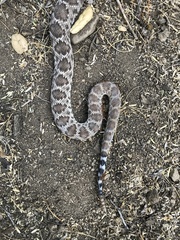 Crotalus ruber