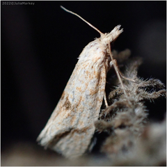 Tortricoidea