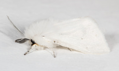 Spilosoma congrua