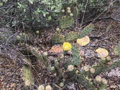 Opuntia phaeacantha