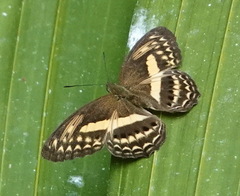 Algia fasciata