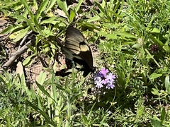 Papilio aegeus