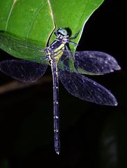 Leptogomphus sauteri formosanus