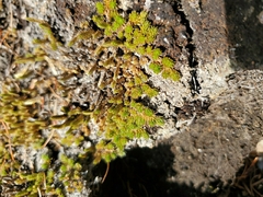 Selaginella densa
