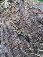 Ambystoma macrodactylum