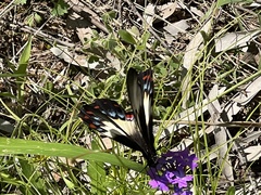Papilio aegeus
