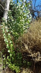 Populus fremontii