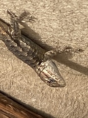 Sceloporus occidentalis bocourtii