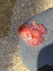 Enteroctopus dofleini