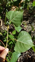 Populus fremontii