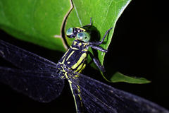 Leptogomphus sauteri formosanus