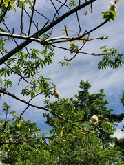 Ceiba pentandra