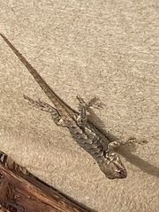 Sceloporus occidentalis bocourtii
