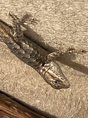 Sceloporus occidentalis bocourtii