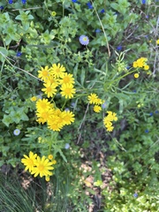 Senecio brigalowensis