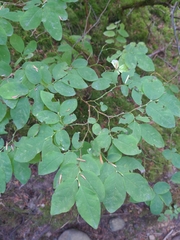 Vaccinium ovalifolium