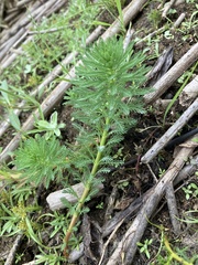 Myriophyllum aquaticum