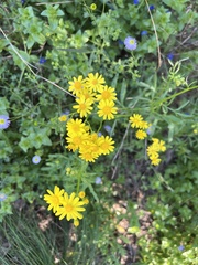 Senecio brigalowensis