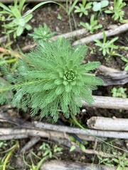 Myriophyllum aquaticum