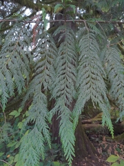 Thuja plicata