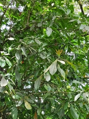 Barringtonia samoensis