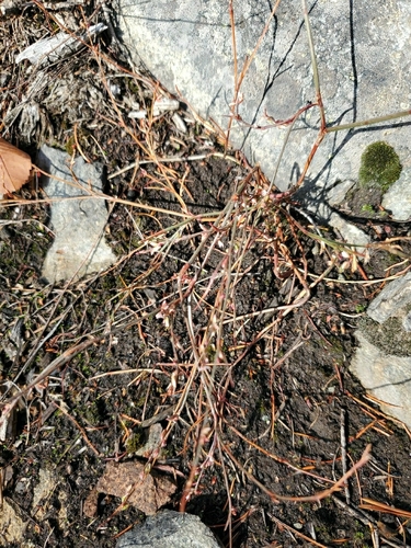 Image of Polygonum douglasii by (c) J Straka, some rights reserved (CC BY)