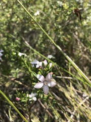 Philotheca queenslandica