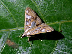 Glyphodes duplicalis