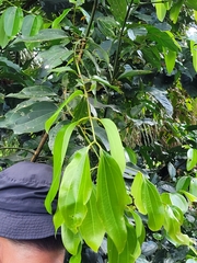 Cinnamomum verum