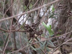 Leptospermum scoparium