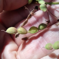 Desmodium grahamii