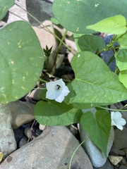 Ipomoea