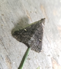 Tetanolita mynesalis