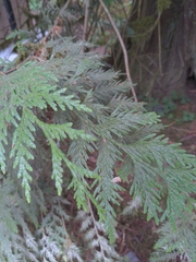 Thuja plicata