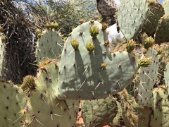 Opuntia engelmannii