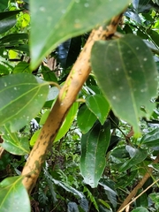 Cinnamomum verum