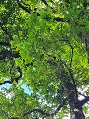 Elaeocarpus floridanus