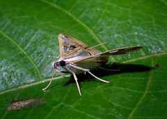 Glyphodes duplicalis