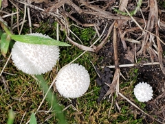 Lycoperdon curtisii