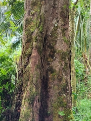 Elaeocarpus floridanus