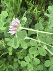 Trifolium hirtum